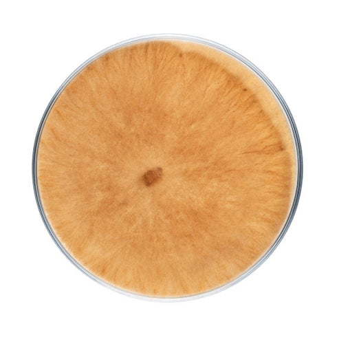 Morel Mushroom Plate Culture